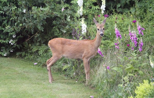 Et rådyr står ved beplantningen i en naturhave og ser mod fotografen Et rådyr står ved beplantningen i en naturhave og ser mod fotografen
