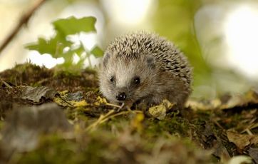 pindsvin Villahaver er i dag en af pindsvinets vigtigste levesteder