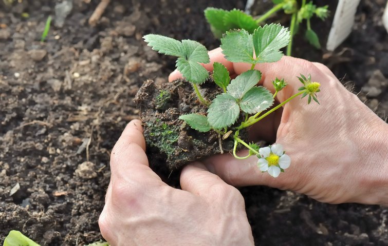 gød. gødning. plant. forår. jordbær. jordbærplante.