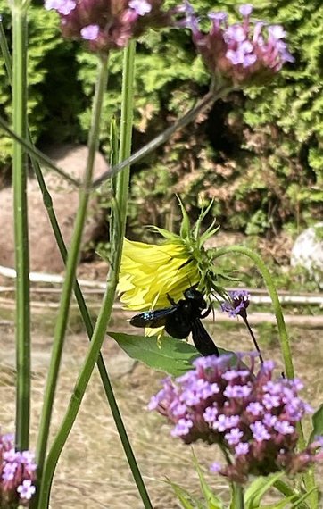 Tømrerbi på blomst