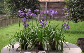 Skærmliljer, Agapanthus.