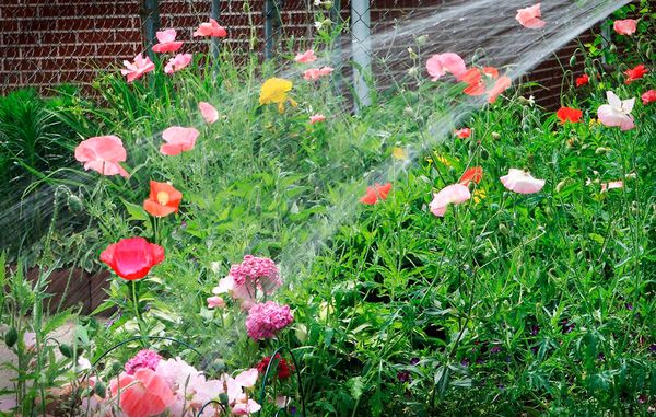 Når solen bager i haven, har blomsterbede bedst af at blive vandet én gang om ugen. Foto: Bigstock.com