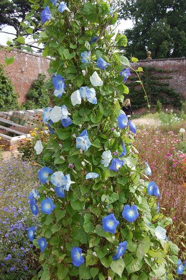 Blå sommerblomster stråler i køkkenhaven.