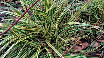 Hvid kornel, Cornus alba