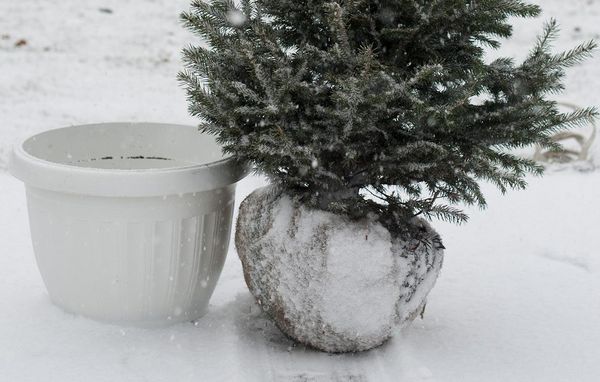 genbrug juletræ egen have