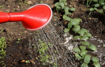 Plantevanding. Plantevanding.