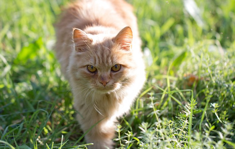 Kattelov