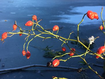 Nogle roser får smukke og farvestrålende hyben, som kan pynte i haven, når roserne ikke står i blomst. Rosenhyben er også en god fødekilde for havens fugle.