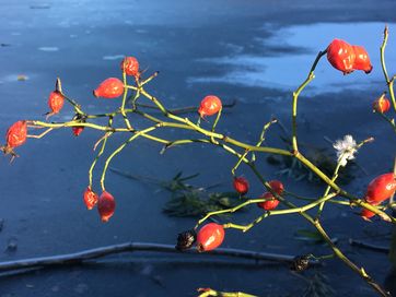 Nogle roser får smukke og farvestrålende hyben, som kan pynte i haven, når roserne ikke står i blomst. Rosenhyben er også en god fødekilde for havens fugle.
