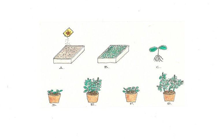 Sådan sår du dine frø. Illustration: John Henriksen