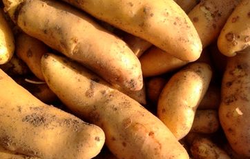 nyopgravede kartofler