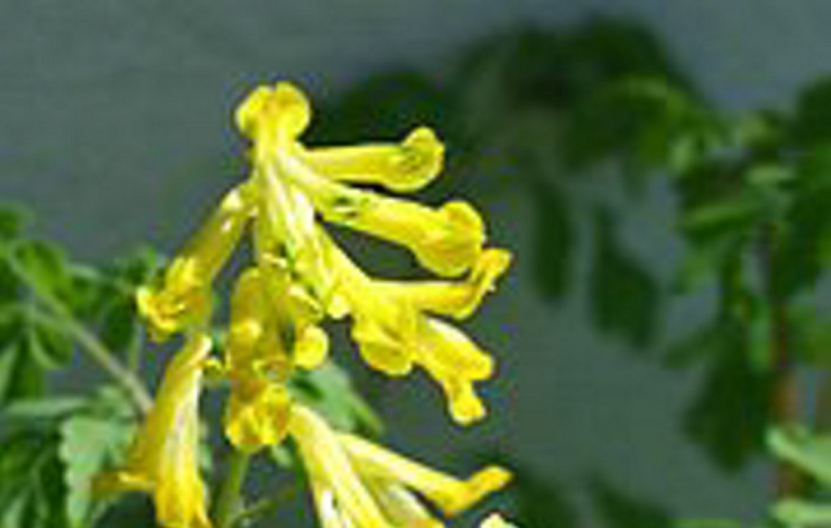 Lærkespore
