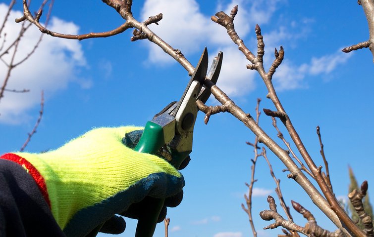 Bladløs gren på frugttræ beskæres med havesaks