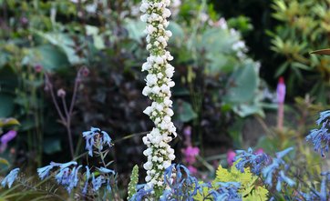 Mørk kongelys, Verbascum nigrum ’Album’
