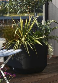 Eukalyptus
