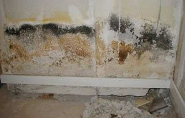 Et vandrør er sprunget, og væggen har suget fugt, så skimmelsvamp har kunnet vokse. Foto: Teknologisk Institut.