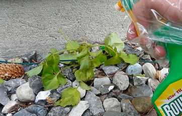 Når du sprøjter løs på ukrudtet, risikerer du også, at ramme andre planter.