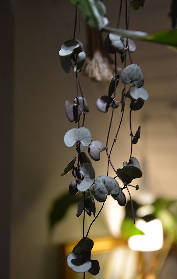 Nærbillede af planten hjerteranke