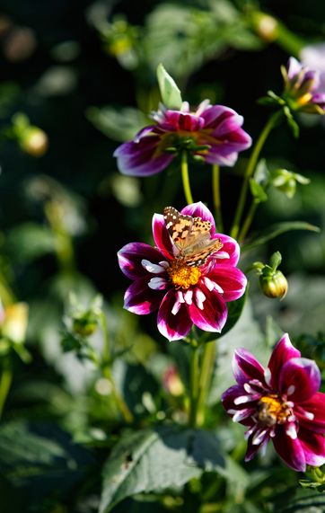 En have fuld af dahlia blomster