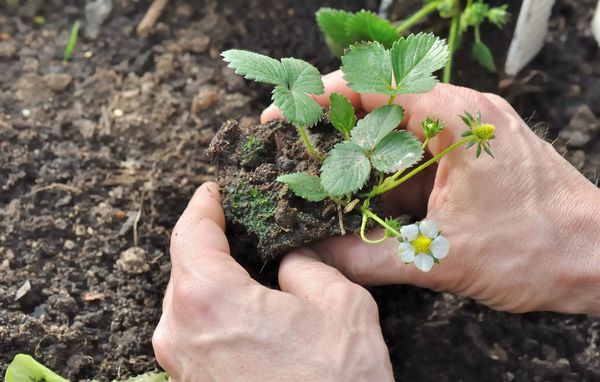 Hvornår skal jeg plante hvad?