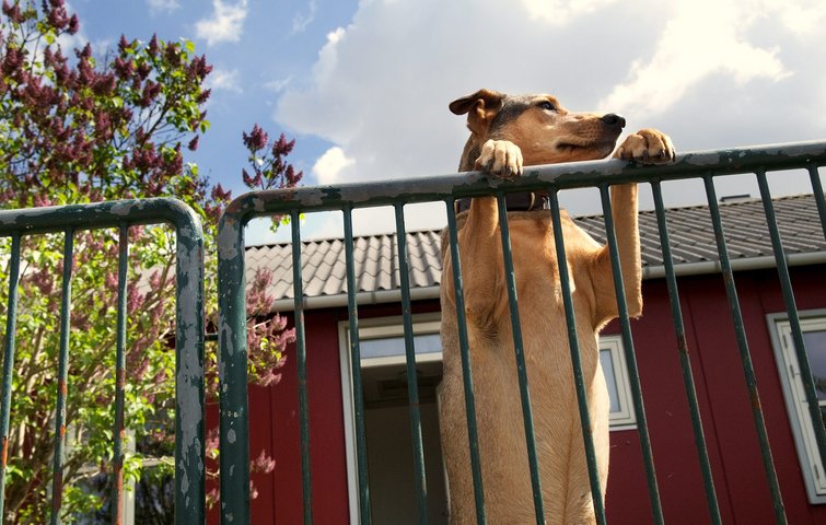 Det er simpelt at holde sin hund på egen grund - lav simpelthen en indhegning, som hunden ikke kan springe over.