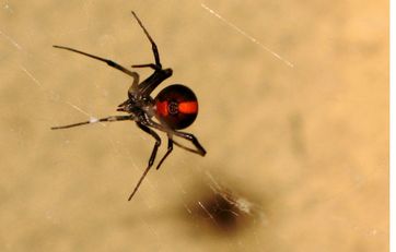 Edderkoppen den røde enke (redback)