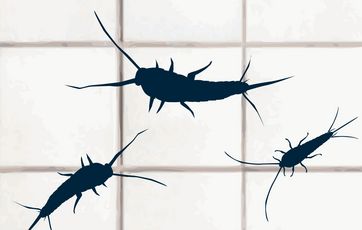Hvordan undgår jeg sølvfisk?