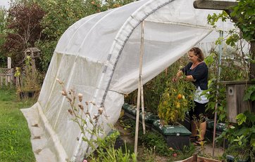 Charlotte Riis Engelbrecht plukker tomater i polytunnel