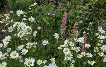 Nem blomstereng