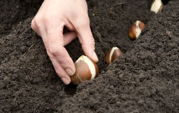 Blomsterløg skal lægges i veldrænet muldjord Blomsterløg trives bedst i veldrænet muldjord, hvor de ikke sopper i vand.