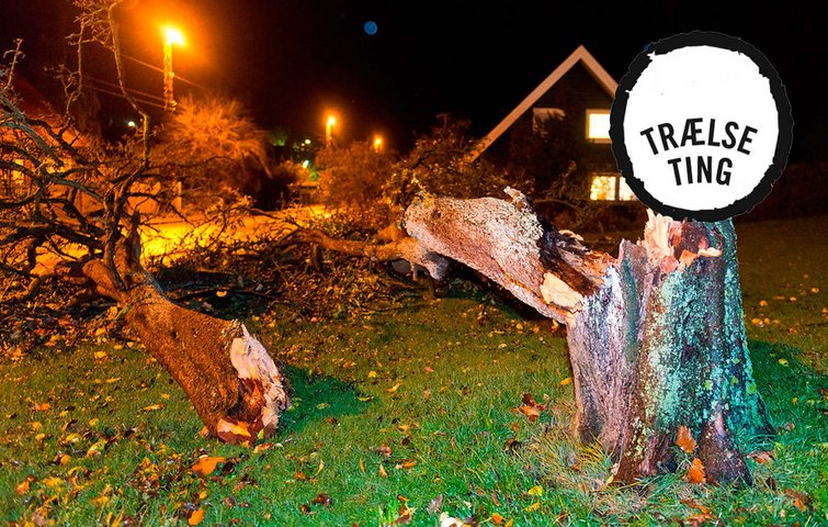 Vil mit træ vælte i stormen?