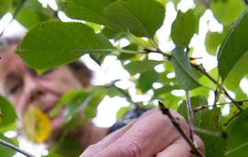 Du skal plukke 2,5 kg hyldeblomst for at få nok til ca. 25 flasker. Foto: Jesper Ellegaard, Baghuset.