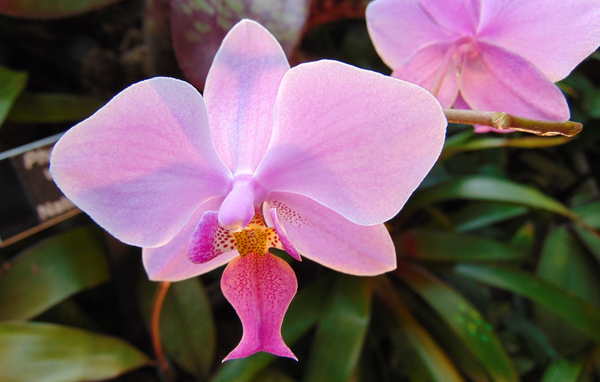 orkide phalaenopsis lyserød blomst plante potteplante