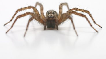 Edderkopper i boligen