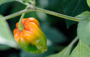 Orange og grøn chili