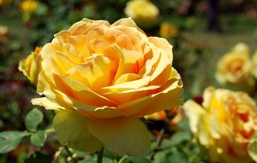 Plant nemme roser