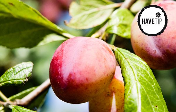 Du kan få lækre frugter fra dine frugttræer, hvis du tynder ud i træets krone.