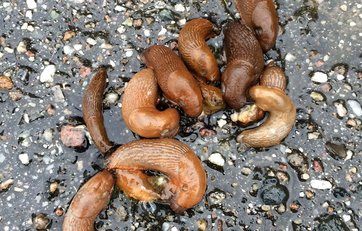 Spredning af nematoder hos dræbersnegle foregår via kannibalisme.