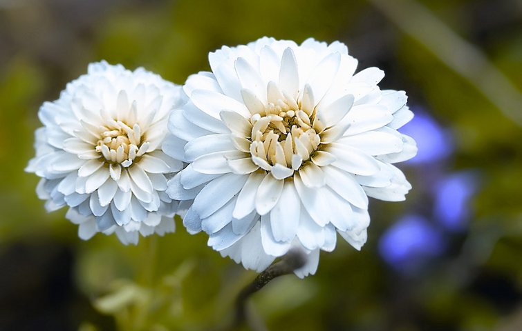 Romersk kamille. Hvid blomst.