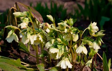 julerose