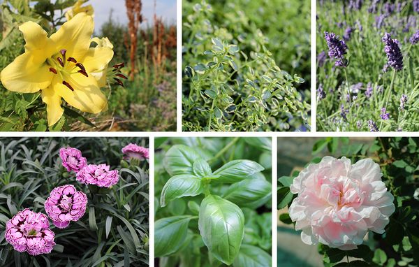 Collage af blomster og planter der får haven til at dufte