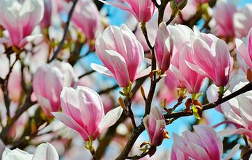 Magnolie