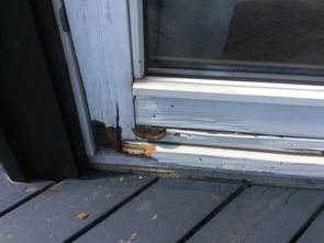 Skader i vindueskarm som følge af fugt, der er trængt ind i træet Skader i vindueskarm som følge af fugt, der er trængt ind i træet
