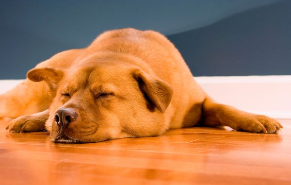 Gulvet skal være holdbart og slidtstærkt, når du har hund eller kat. Samtidig må det ikke være for glat, så det er svært for dem at bevæge sig på.