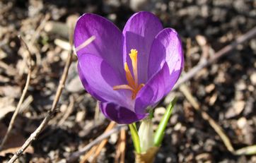 Lilla krokus