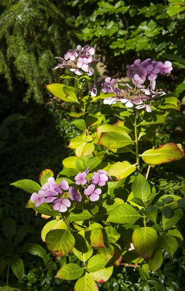Hvordan får jeg plads til blomster og træer i haven?