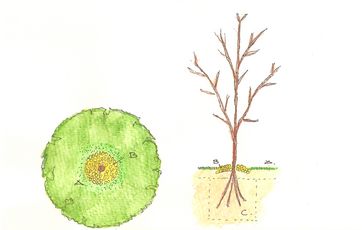 Hvordan planter jeg et æbletræ?