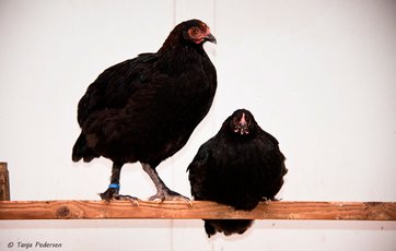 To høns på en siddepind