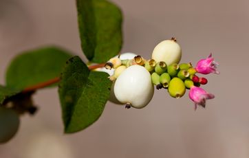 Snebær på gren