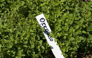 oregano